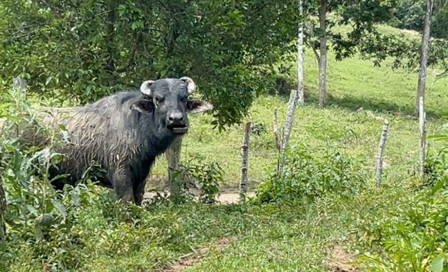 O Instituto Água e Terra (IAT) finalizou nesta sexta-feira (24) operação de fiscalização na região do Parque Estadual das Lauráceas, localizado em Adrianópolis e Tunas do Paraná.