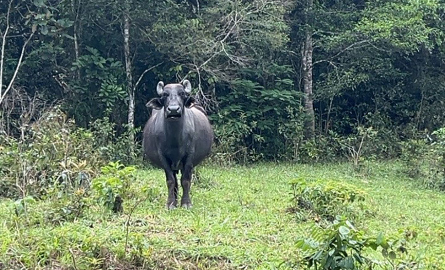 O Instituto Água e Terra (IAT) finalizou nesta sexta-feira (24) operação de fiscalização na região do Parque Estadual das Lauráceas, localizado em Adrianópolis e Tunas do Paraná.