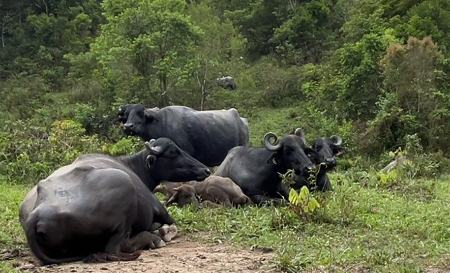 O Instituto Água e Terra (IAT) finalizou nesta sexta-feira (24) operação de fiscalização na região do Parque Estadual das Lauráceas, localizado em Adrianópolis e Tunas do Paraná.