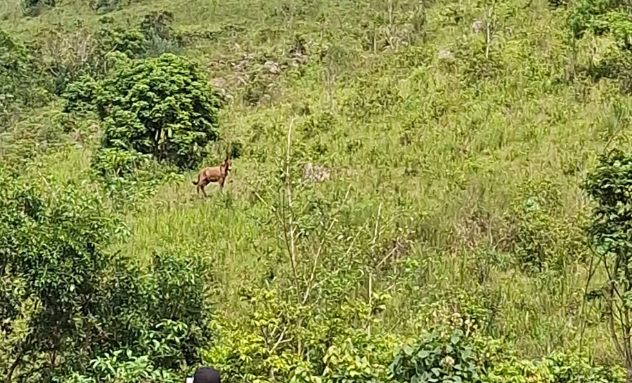 O Instituto Água e Terra (IAT) finalizou nesta sexta-feira (24) operação de fiscalização na região do Parque Estadual das Lauráceas, localizado em Adrianópolis e Tunas do Paraná.