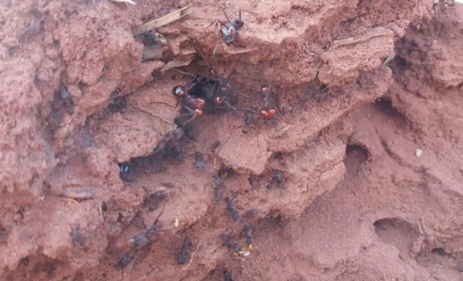 IDR-Paraná intensifica capacitação dos produtores para o enfrentamento da formiga cortadeira