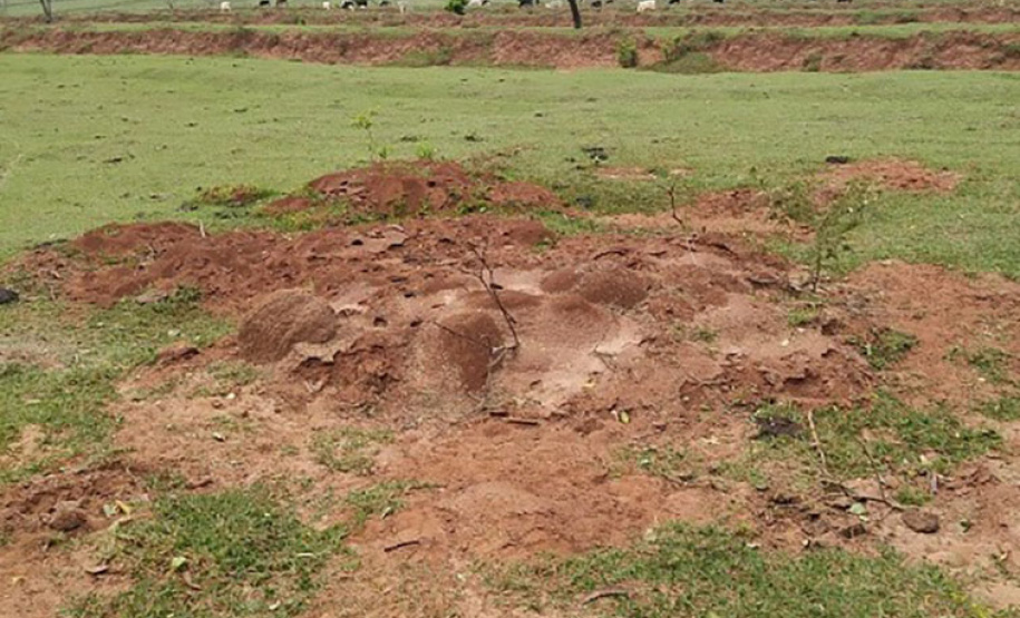 IDR-Paraná intensifica capacitação dos produtores para o enfrentamento da formiga cortadeira