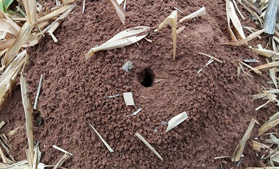 IDR-Paraná intensifica capacitação dos produtores para o enfrentamento da formiga cortadeira