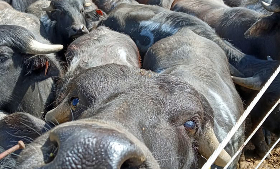 SEAB BOLETIM AGROPECUÁRIO