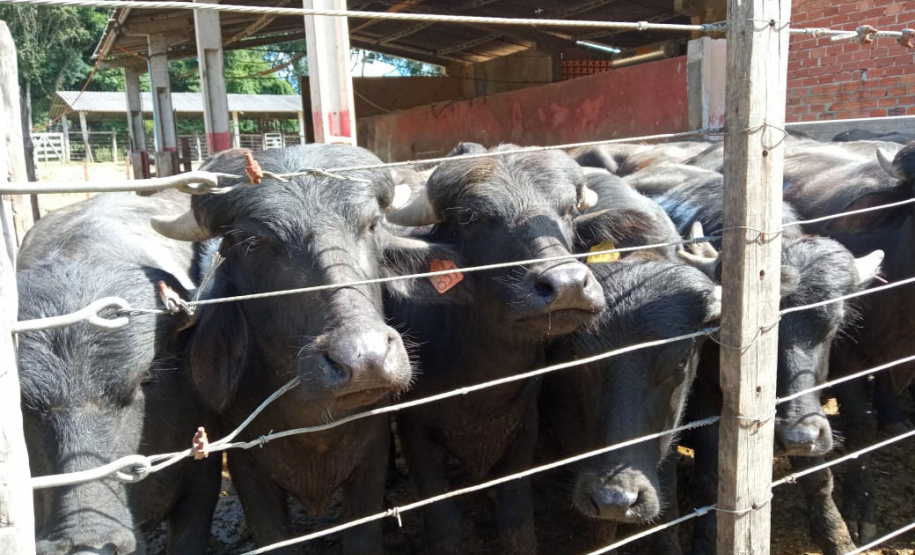 SEAB BOLETIM AGROPECUÁRIO