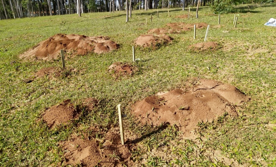 IDR-Paraná intensifica capacitação dos produtores para o enfrentamento da formiga cortadeira