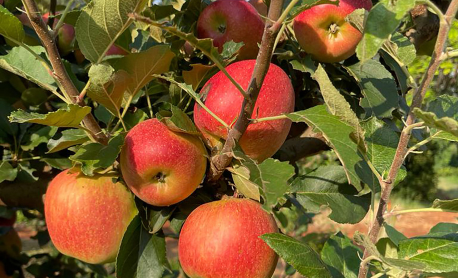 As primeiras maçãs saídas dos pomares de São Jerônimo da Serra, no Norte do Paraná, começam a colorir a estação e dão início à safra dessa fruta no Paraná. São da cultivar Eva, desenvolvida pelo Instituto de Desenvolvimento Rural do Paraná – Iapar-Emater (IDR-Paraná).