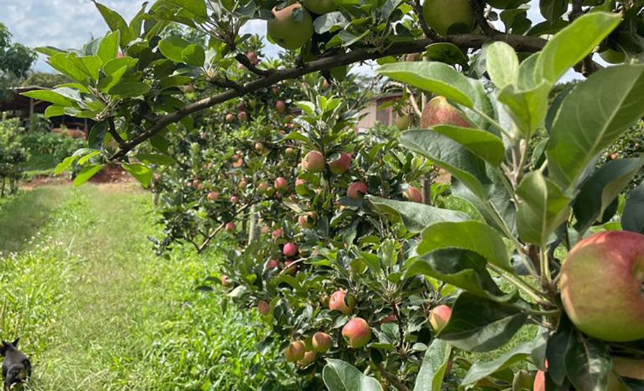 As primeiras maçãs saídas dos pomares de São Jerônimo da Serra, no Norte do Paraná, começam a colorir a estação e dão início à safra dessa fruta no Paraná. São da cultivar Eva, desenvolvida pelo Instituto de Desenvolvimento Rural do Paraná – Iapar-Emater (IDR-Paraná).