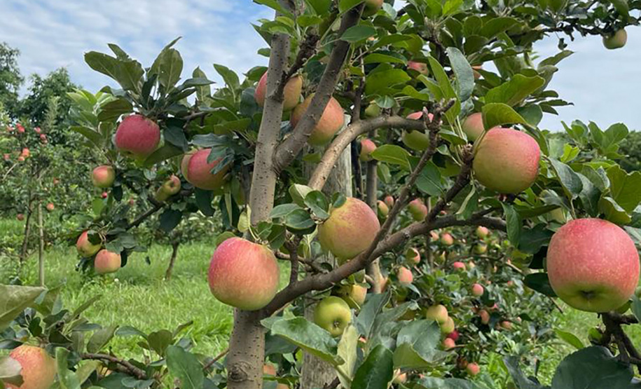 As primeiras maçãs saídas dos pomares de São Jerônimo da Serra, no Norte do Paraná, começam a colorir a estação e dão início à safra dessa fruta no Paraná. São da cultivar Eva, desenvolvida pelo Instituto de Desenvolvimento Rural do Paraná – Iapar-Emater (IDR-Paraná).