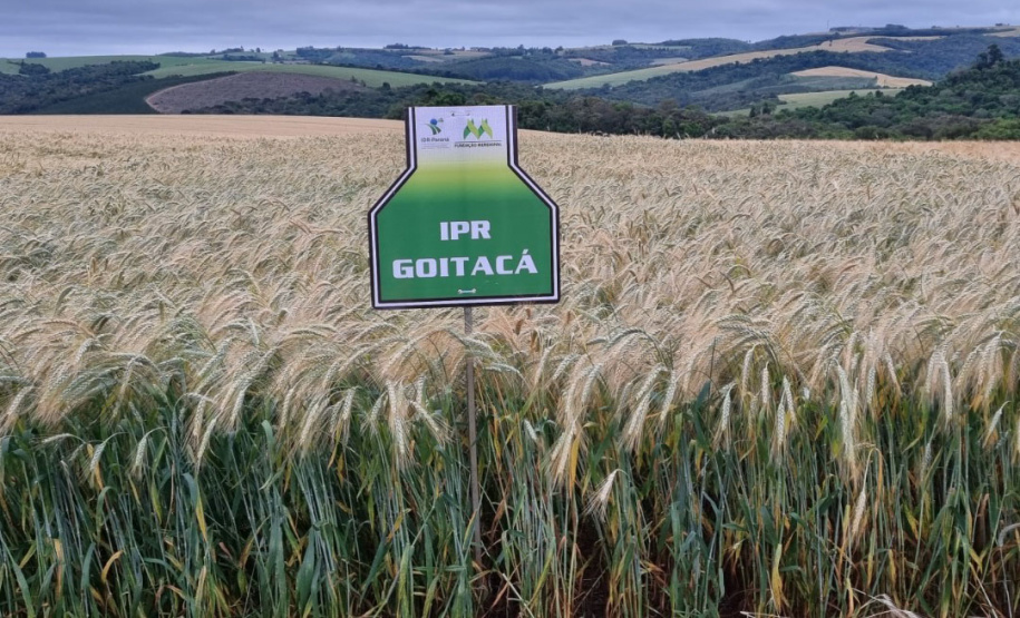 IDR-Paraná prepara lançamento de triticale