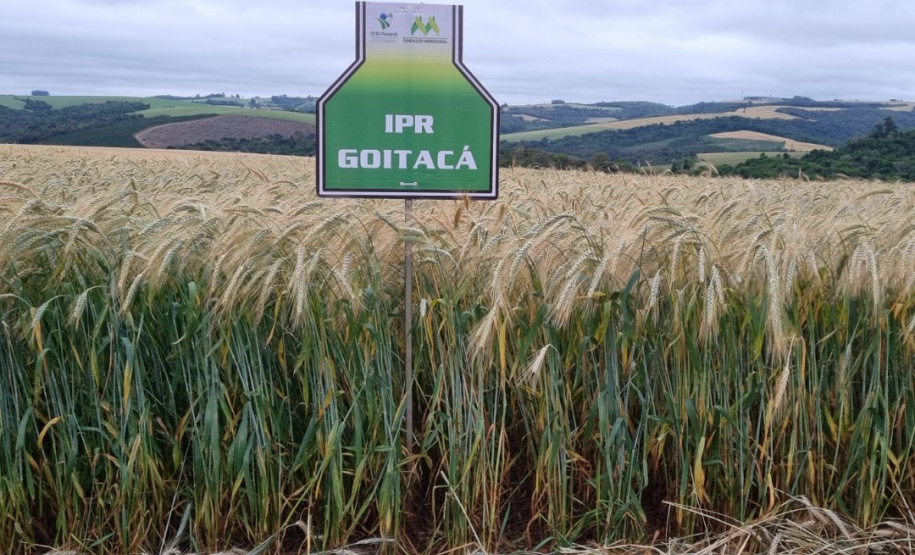 IDR-Paraná prepara lançamento de triticale
