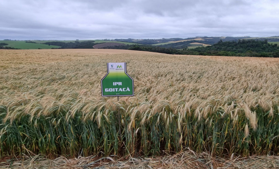IDR-Paraná prepara lançamento de triticale