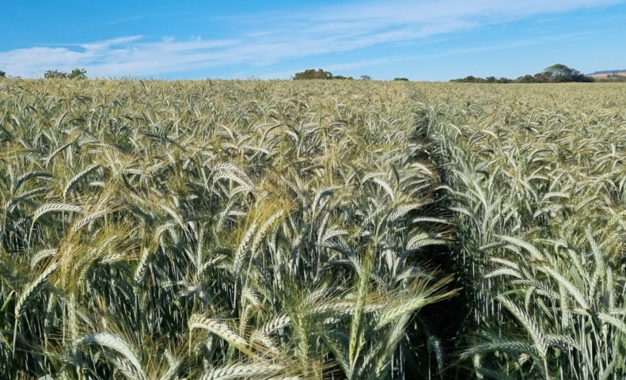 IDR-Paraná prepara lançamento de triticale