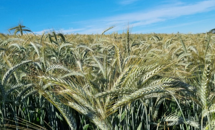 IDR-Paraná prepara lançamento de triticale