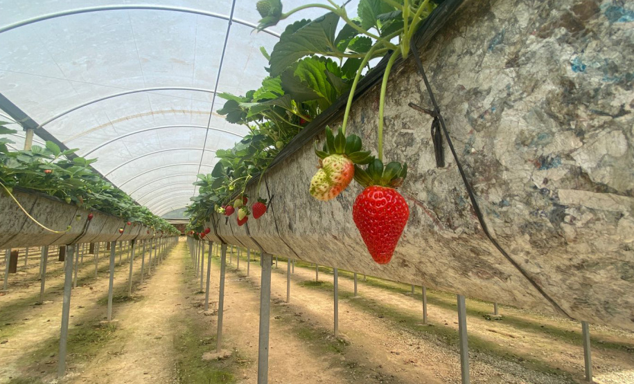 IDR TURISMO MIRINGUAVA