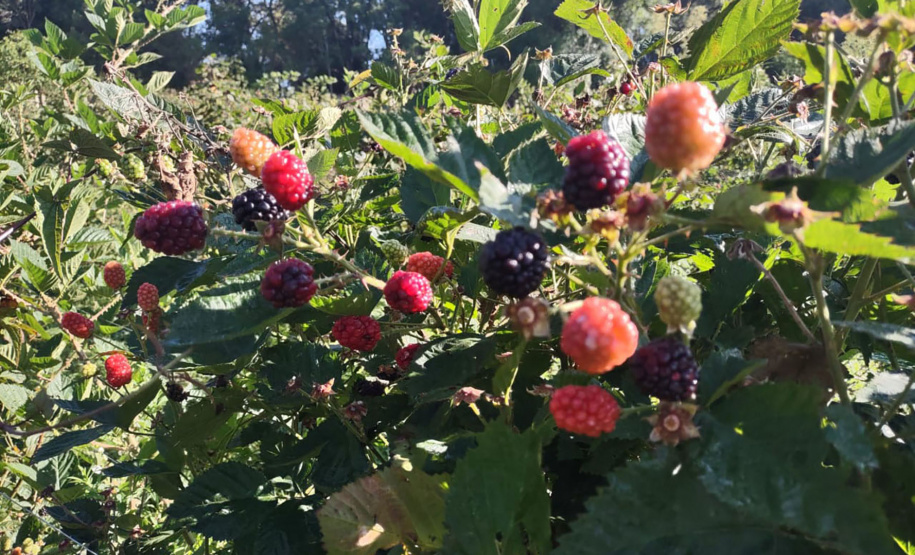 Concentrada na região de Curitiba, produção de amora dobrou em dez anos no Paraná