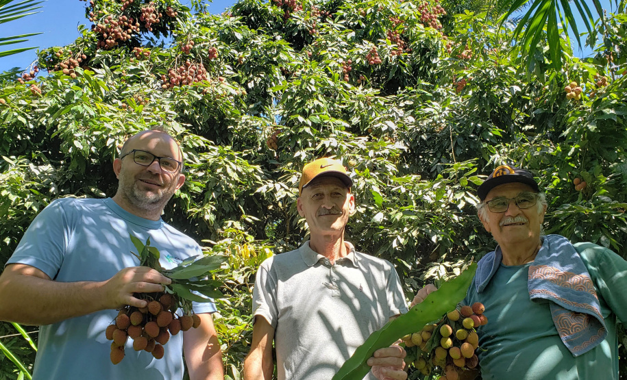 IDR PRODUÇÃO AGRÍCOLA