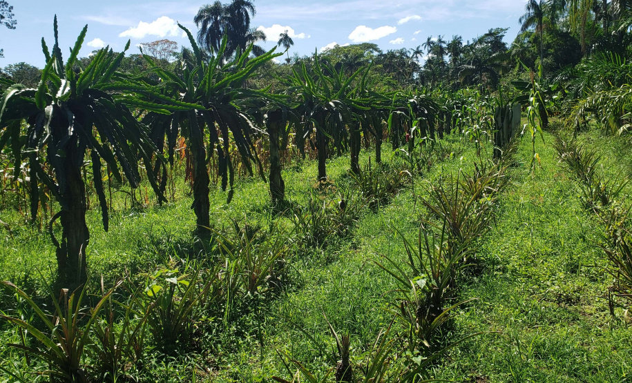 IDR PRODUÇÃO AGRÍCOLA