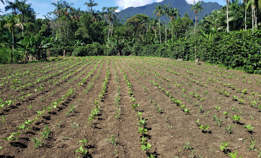 IDR PRODUÇÃO AGRÍCOLA