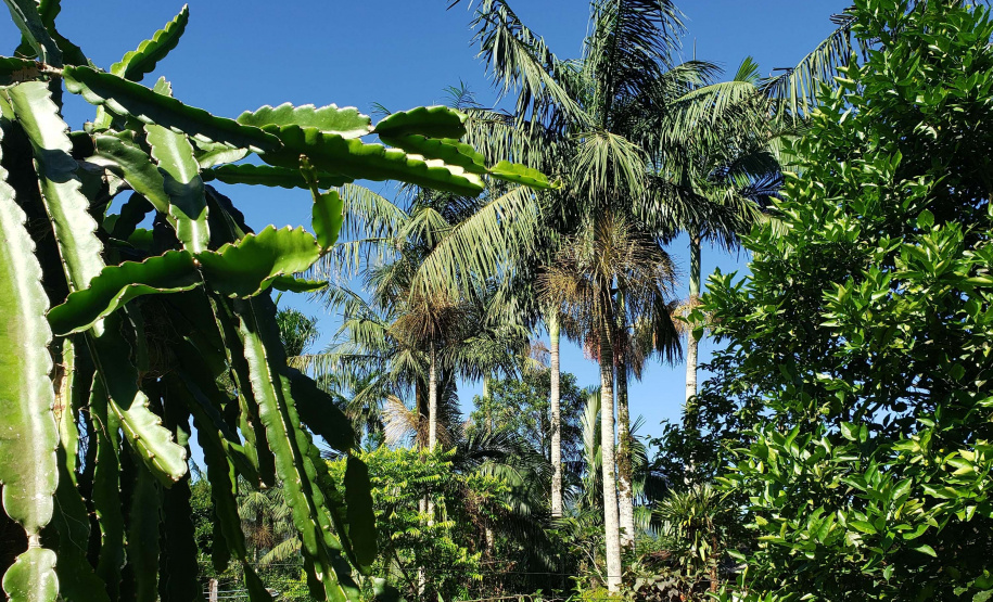 IDR PRODUÇÃO AGRÍCOLA