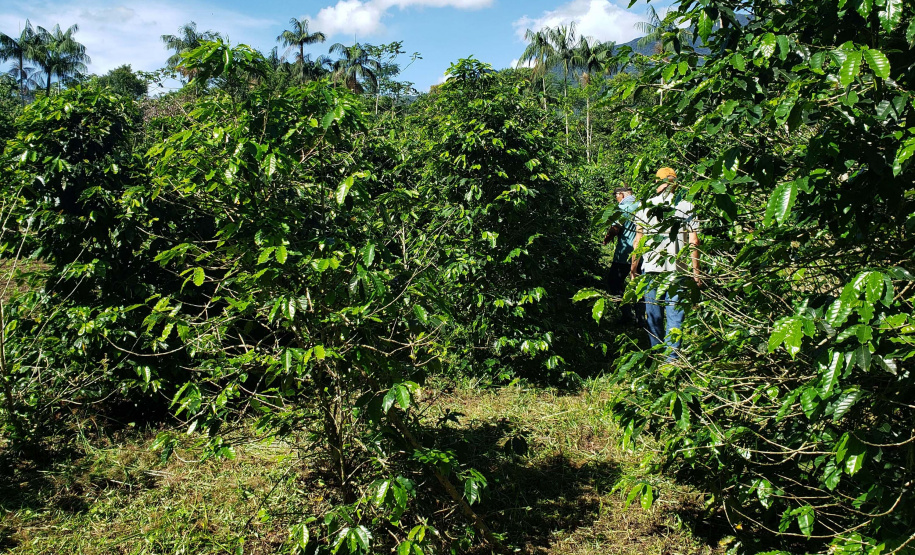 IDR PRODUÇÃO AGRÍCOLA
