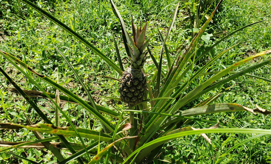 IDR PRODUÇÃO AGRÍCOLA