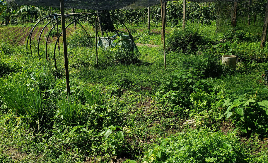 IDR PRODUÇÃO AGRÍCOLA