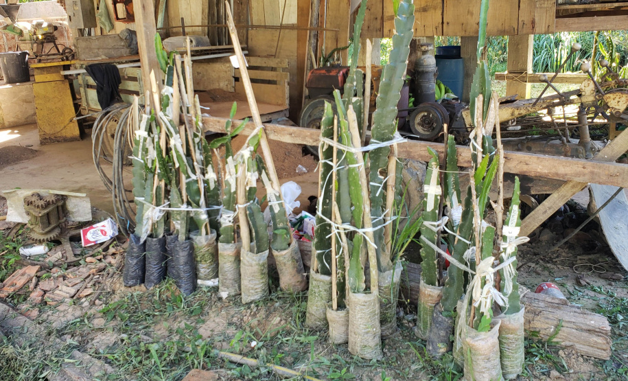 IDR PRODUÇÃO AGRÍCOLA