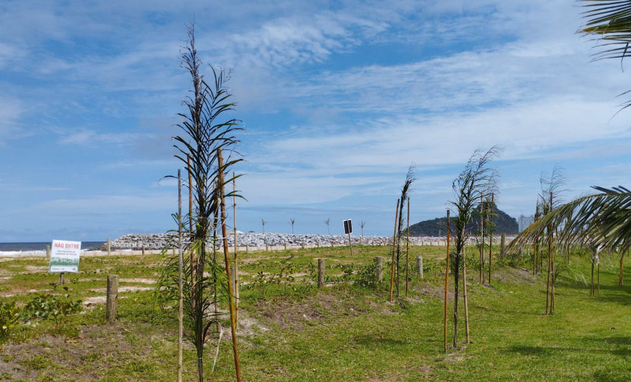 Manacá e o jerivás: nova orla de Matinhos ganha 3,6 mil árvores.