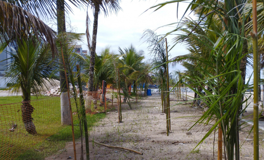 Manacá e o jerivás: nova orla de Matinhos ganha 3,6 mil árvores.