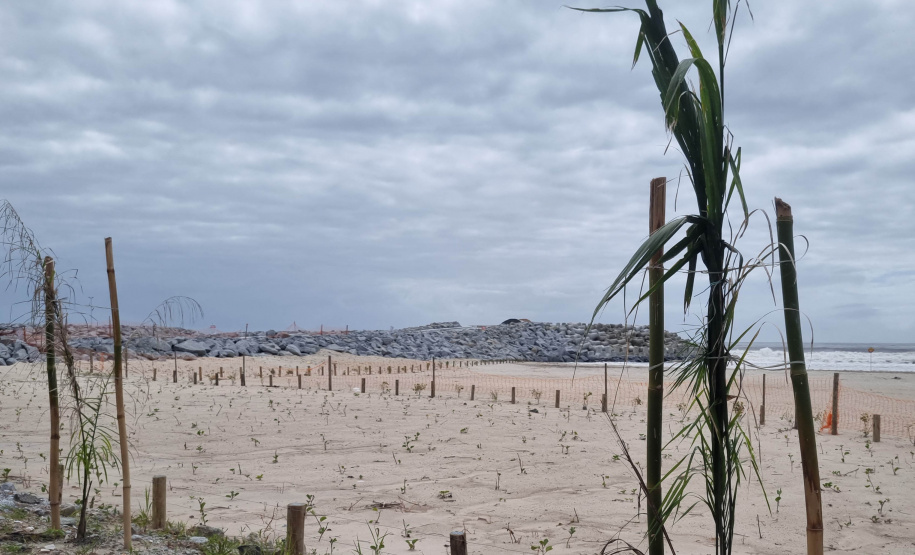 Manacá e o jerivás: nova orla de Matinhos ganha 3,6 mil árvores.