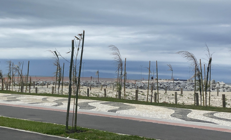 Manacá e o jerivás: nova orla de Matinhos ganha 3,6 mil árvores.