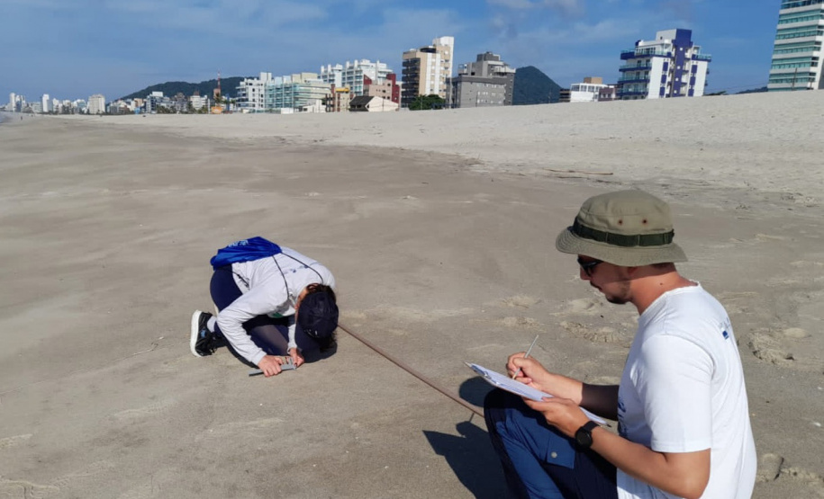 Revitalização da orla permitiu o retorno da fauna a Matinhos, com destaque para a coruja-buraqueira e o caranguejo maria-farinha.