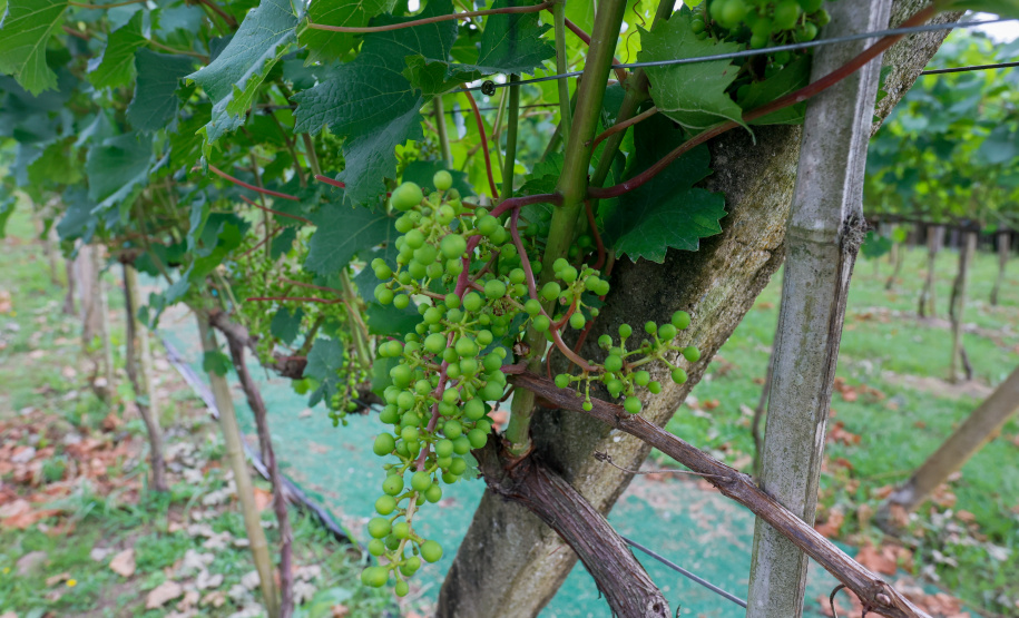 Outras bebidas paranaenses premiadas internacionalmente são os vinhos da Vinícola Franco Italiano, de Colombo.