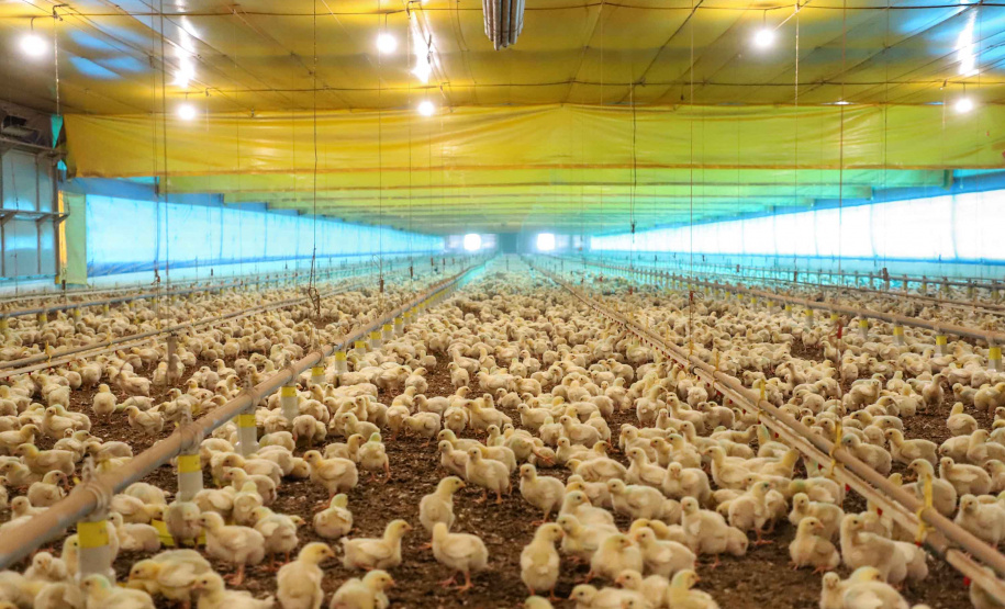 Defesa agropecuária do Paraná teve ano marcado pelo combate o vírus da Influenza Aviária