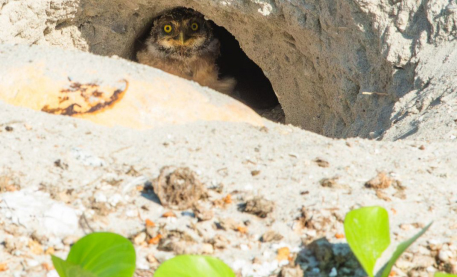 Revitalização da orla permitiu o retorno da fauna a Matinhos, com destaque para a coruja-buraqueira e o caranguejo maria-farinha.