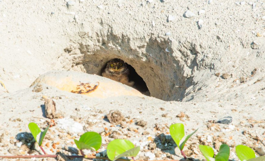 Revitalização da orla permitiu o retorno da fauna a Matinhos, com destaque para a coruja-buraqueira e o caranguejo maria-farinha.
