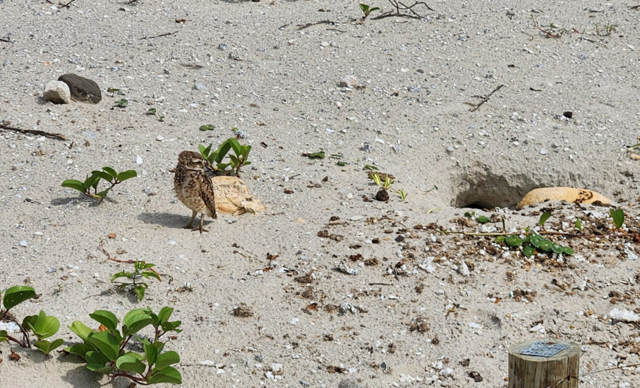 Revitalização da orla permitiu o retorno da fauna a Matinhos, com destaque para a coruja-buraqueira e o caranguejo maria-farinha.