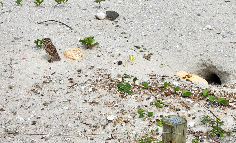 Revitalização da orla permitiu o retorno da fauna a Matinhos, com destaque para a coruja-buraqueira e o caranguejo maria-farinha.