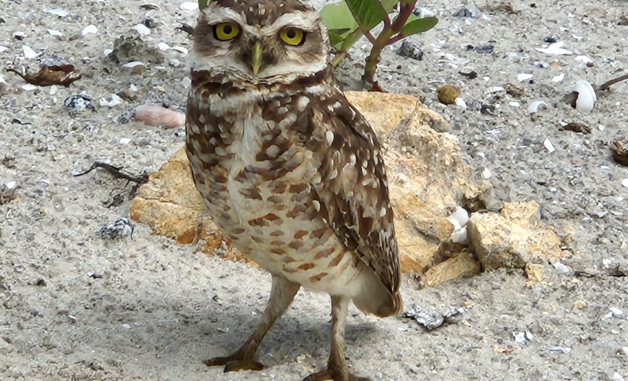 Revitalização da orla permitiu o retorno da fauna a Matinhos, com destaque para a coruja-buraqueira e o caranguejo maria-farinha.