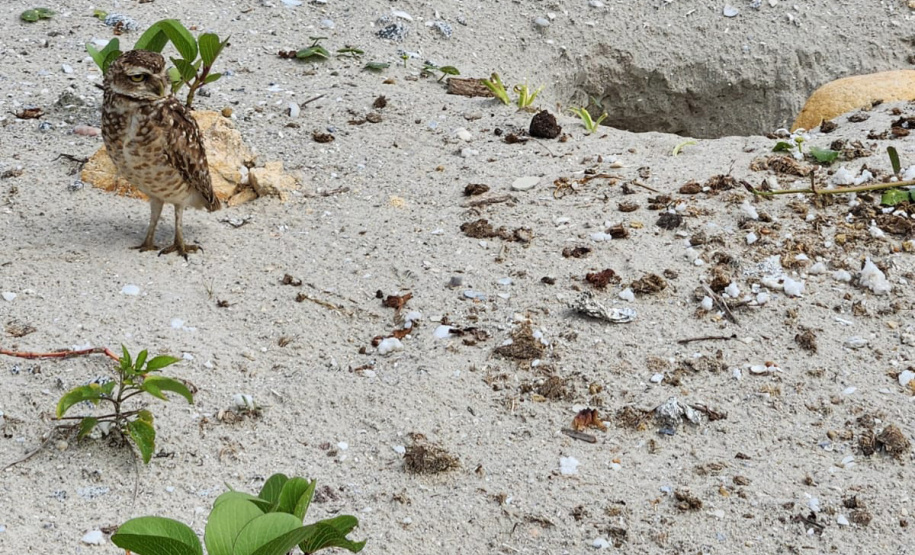 Revitalização da orla permitiu o retorno da fauna a Matinhos, com destaque para a coruja-buraqueira e o caranguejo maria-farinha.