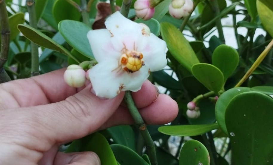 Revitalização da orla permitiu o retorno da fauna a Matinhos, com destaque para a coruja-buraqueira e o caranguejo maria-farinha.