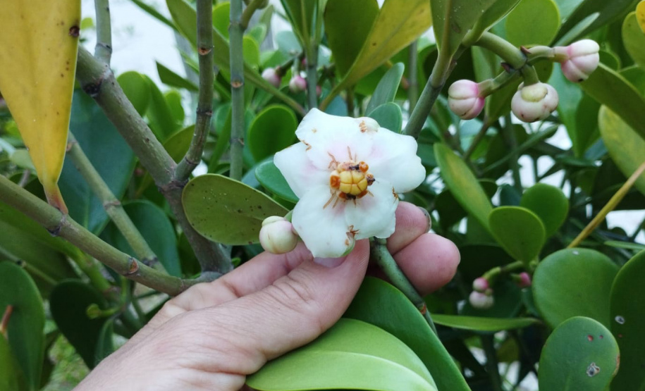 Revitalização da orla permitiu o retorno da fauna a Matinhos, com destaque para a coruja-buraqueira e o caranguejo maria-farinha.