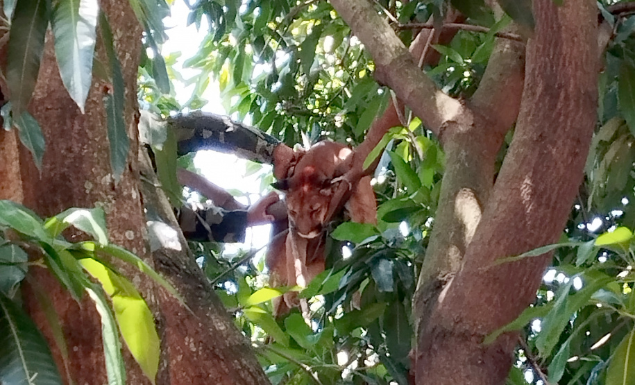 Após uma bateria de exames, a onça-parda foi devolvida ao seu habitat natural.