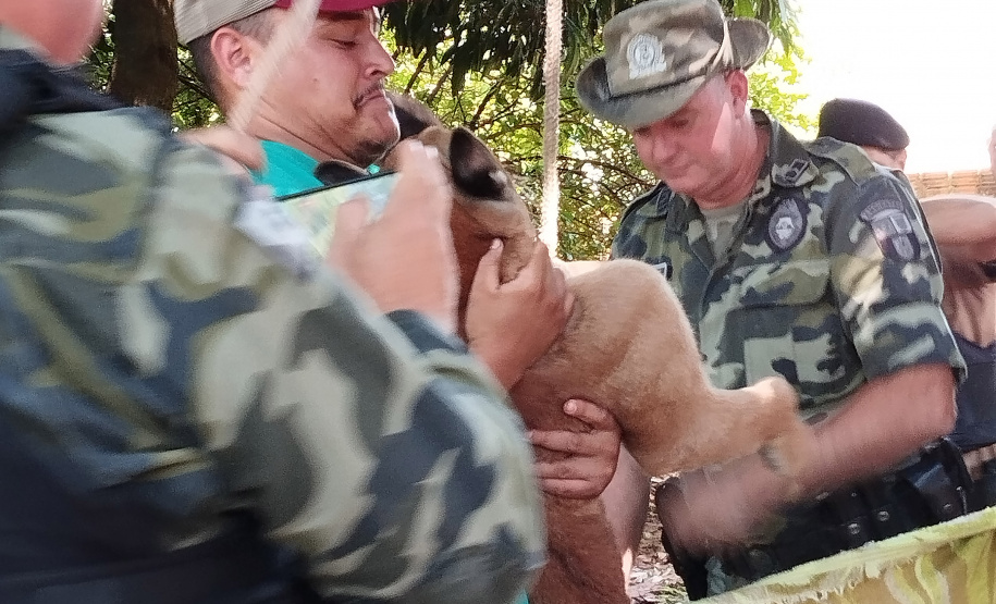 Após uma bateria de exames, a onça-parda foi devolvida ao seu habitat natural.