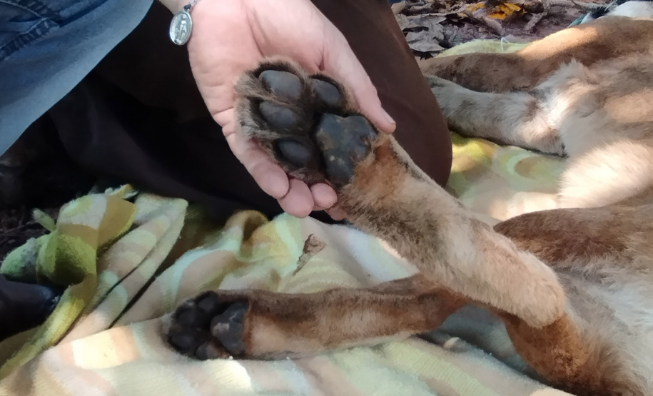 Após uma bateria de exames, a onça-parda foi devolvida ao seu habitat natural.