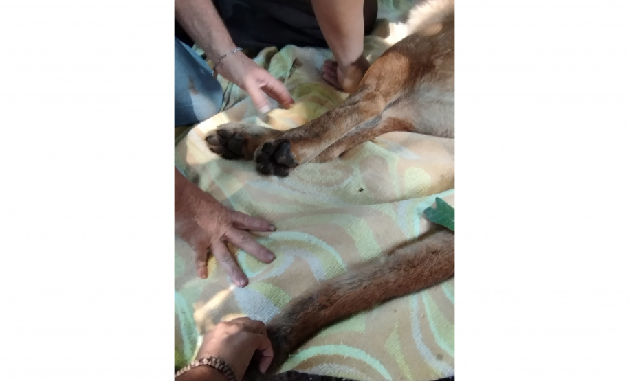 Após uma bateria de exames, a onça-parda foi devolvida ao seu habitat natural.