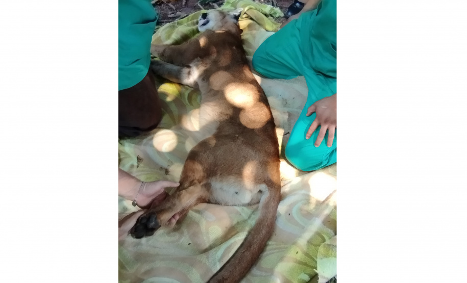 Após uma bateria de exames, a onça-parda foi devolvida ao seu habitat natural.