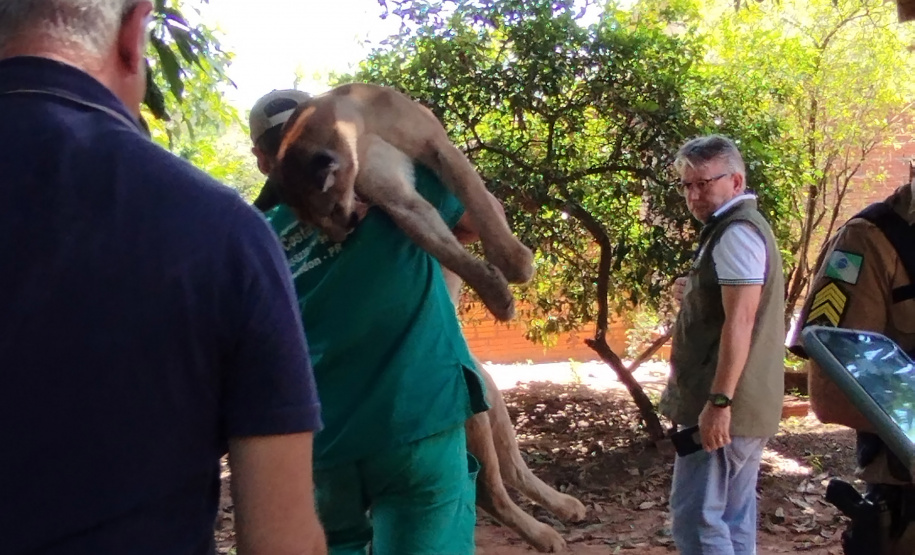 Após uma bateria de exames, a onça-parda foi devolvida ao seu habitat natural.