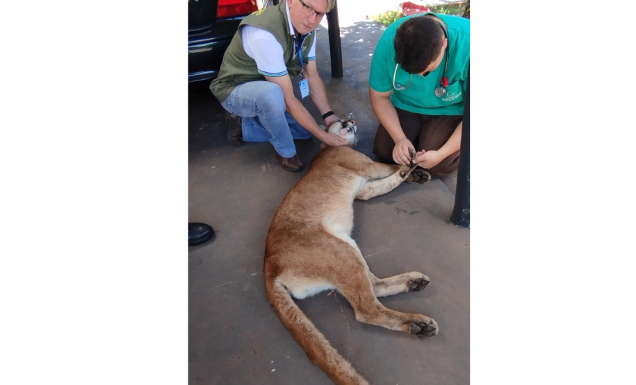 Após uma bateria de exames, a onça-parda foi devolvida ao seu habitat natural.